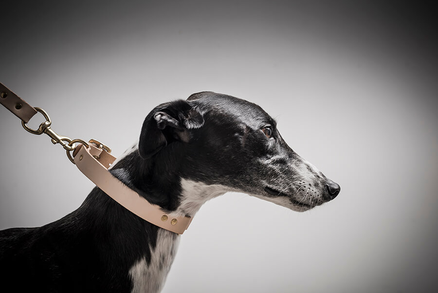 Chester wears: Nude leather & brass collar and lead from Dogdogdog. dogdogdog.co l instagram: dogdogdog_nz