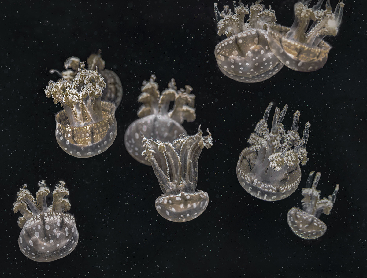 Mary Anne Chilton, Upside Down Jellyfish