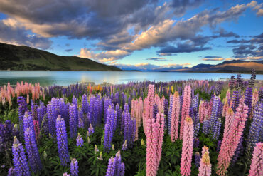 Lupines on the shore of Lake Tekapo, New Zealand