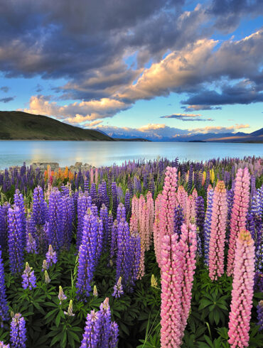 Lupines on the shore of Lake Tekapo, New Zealand