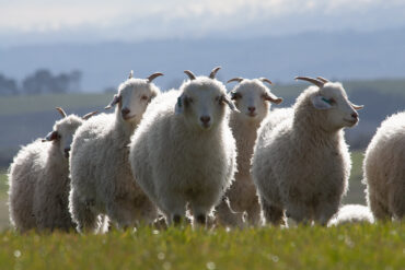 Cashmere