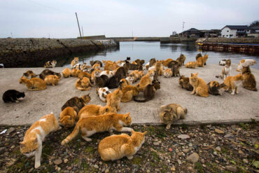 Tashiro Island, Japan