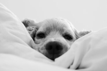 Pets