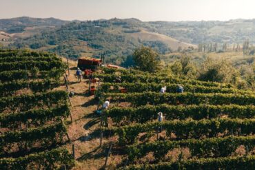 Tosti Vineyard