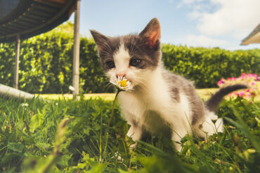 plants for cats
