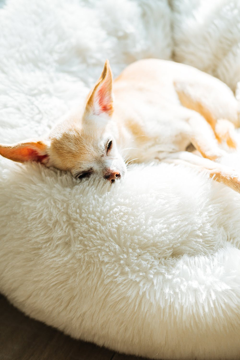 dogs n dreams