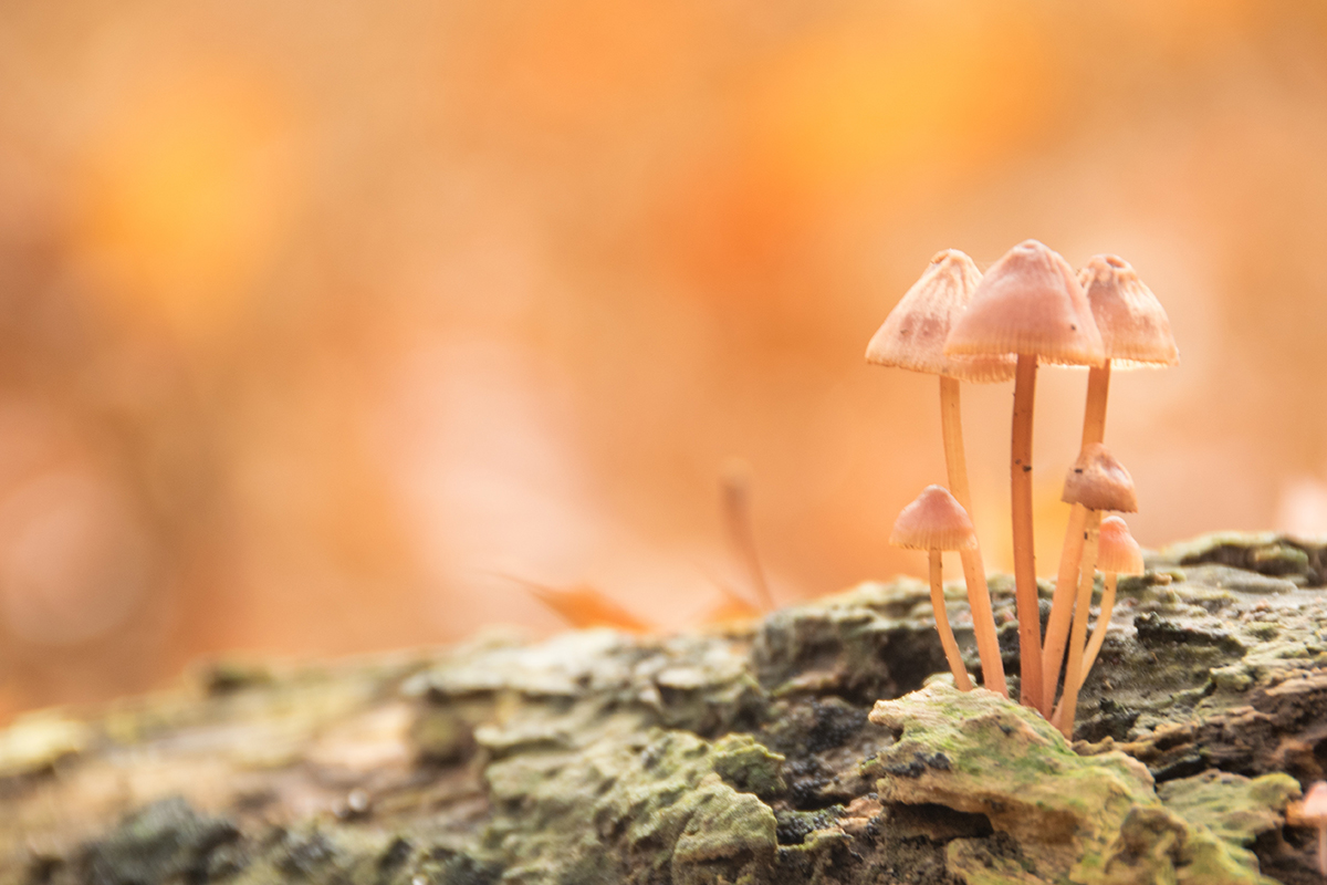 mushrooms