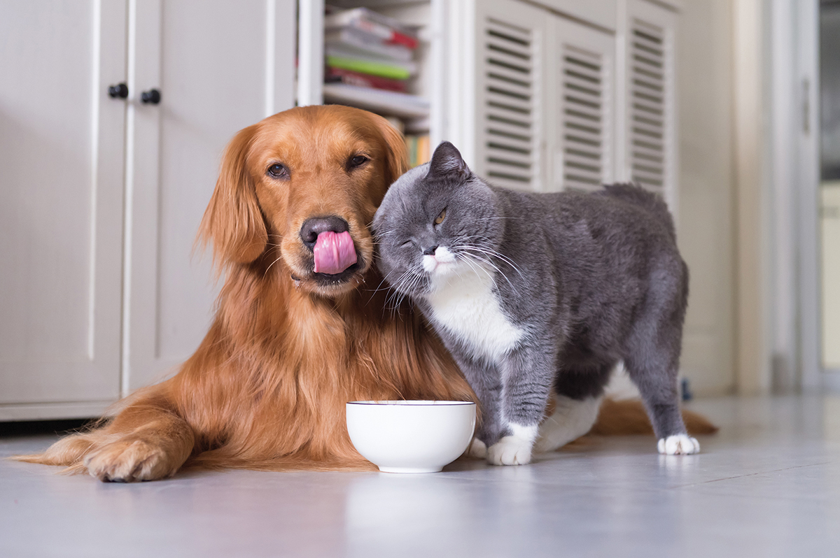 pet food article