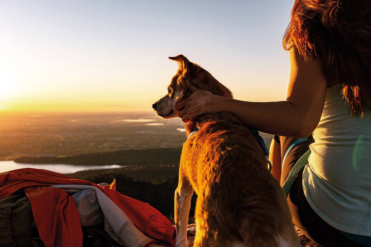 canine travel