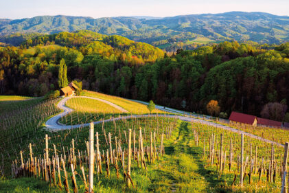 wine tasting