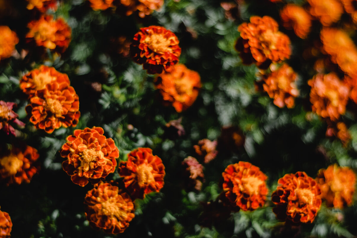 Spring Planting | Kings Plant Barn
