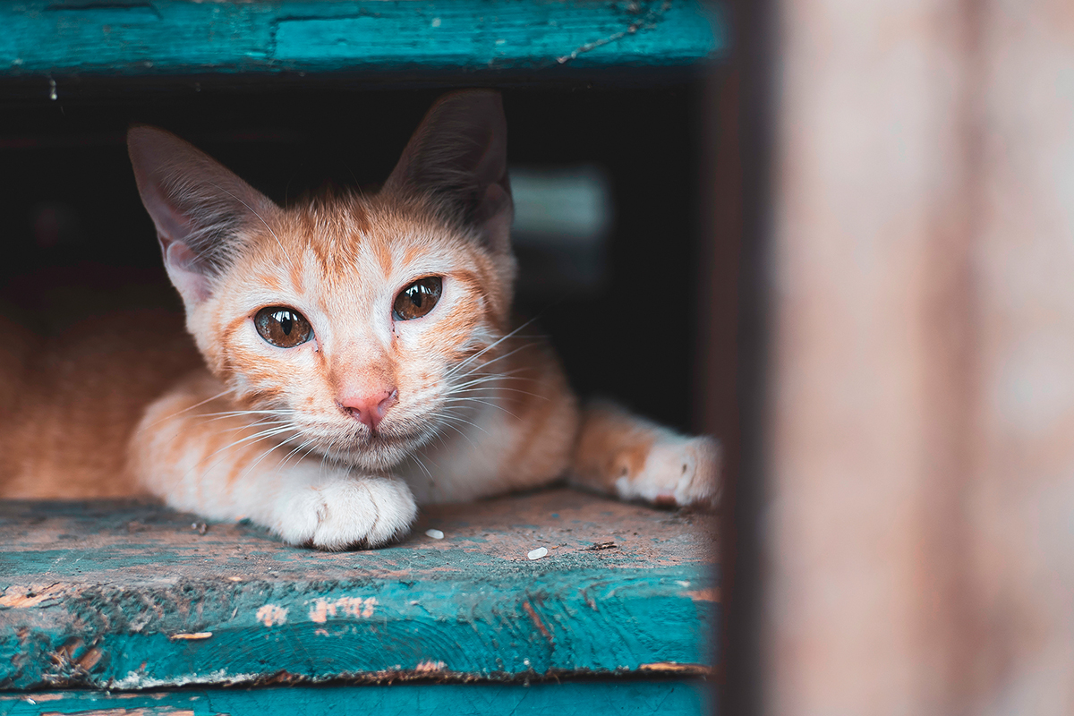 Pet-Refuge-Cat