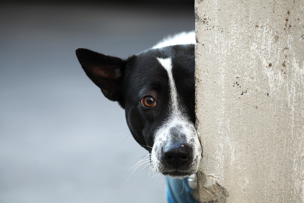 Pet-Refuge-Dog