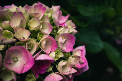 kings plants