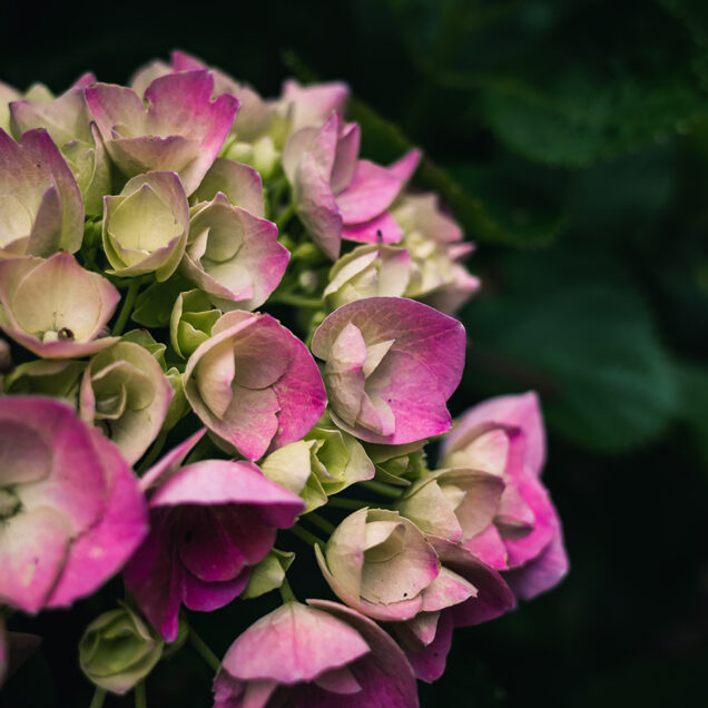 kings plants