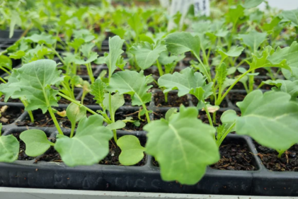 kings plant barn