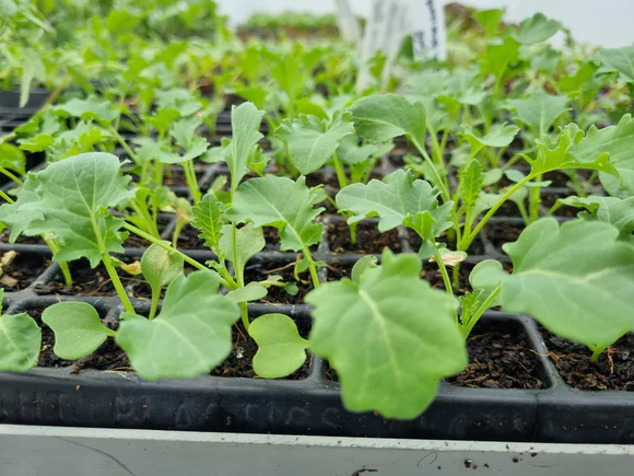 kings plant barn