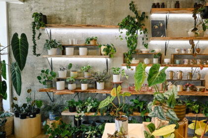 i got planty