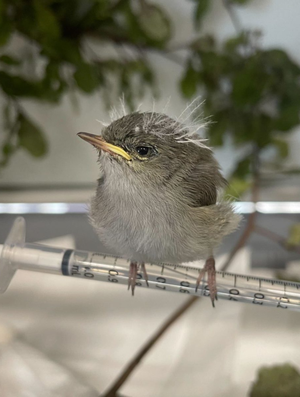 birdcare aotearoa