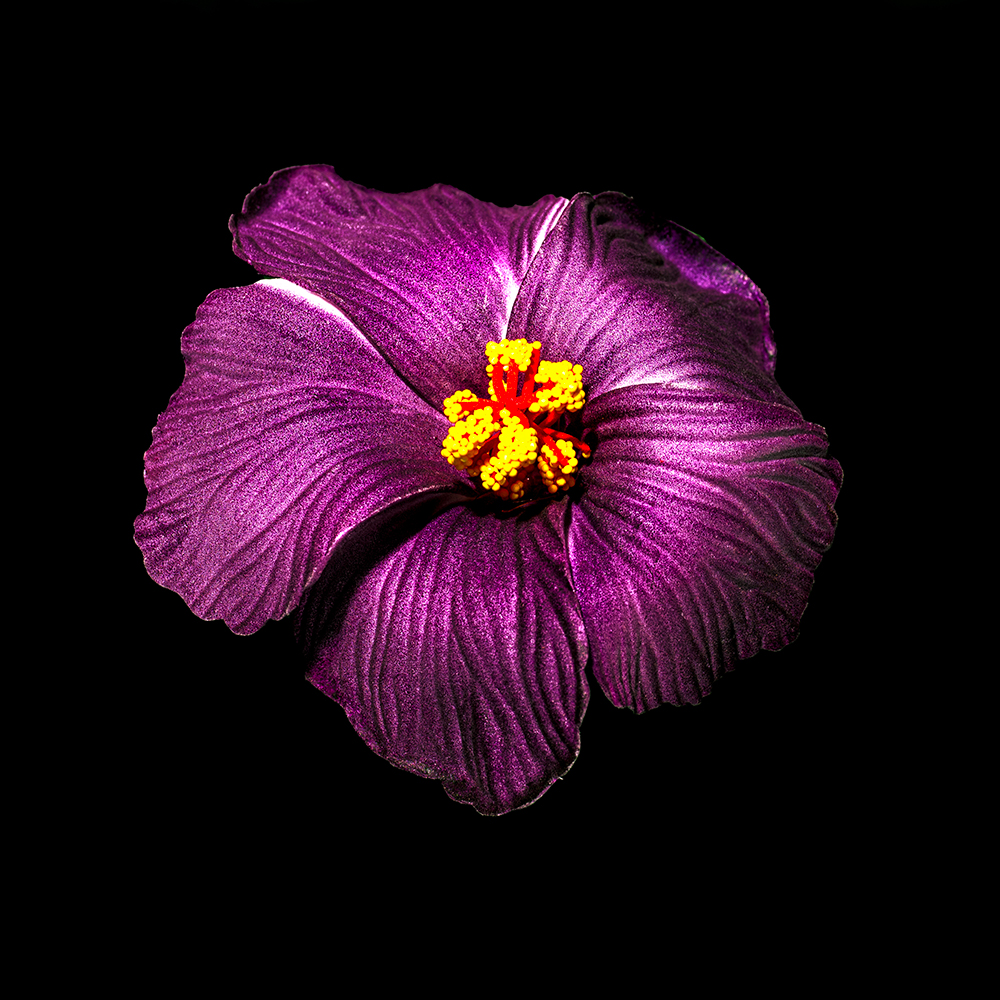 Raymond Sagapolutele: FUA Purple