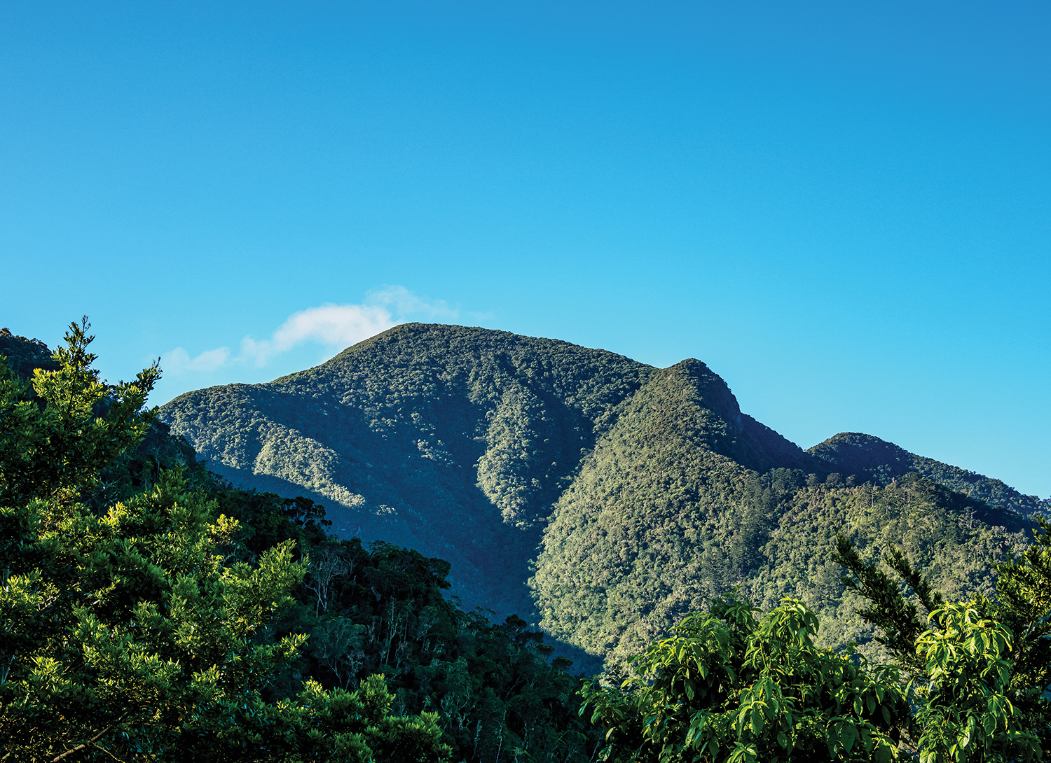 PICO TURQUINO