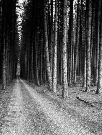John Johns – Habitat of Native Orchids, Avenue of Corsican Pine, Hamner Forest Park, 1985. Courtesy of Charles Ninow